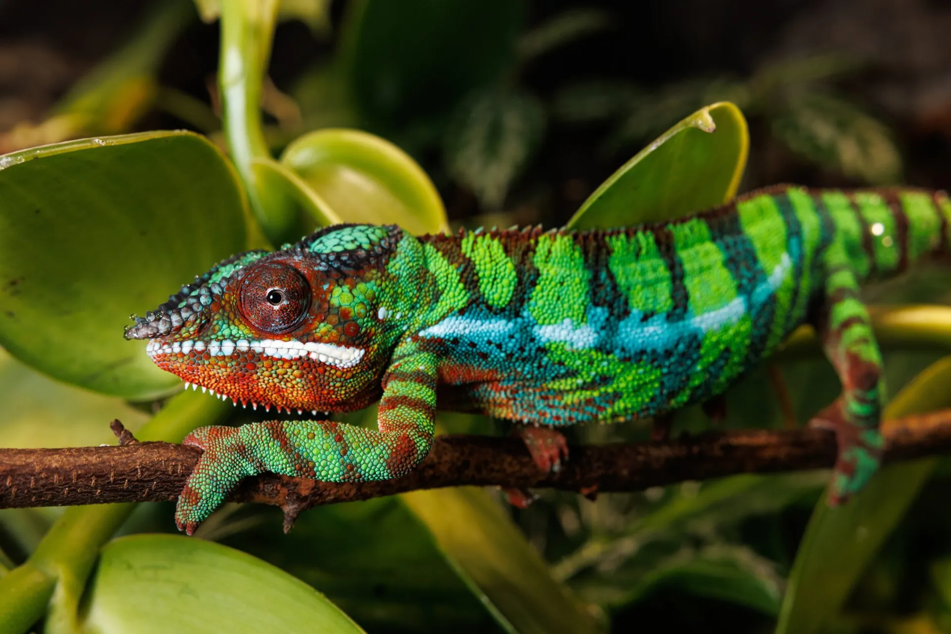 Panther Chameleon