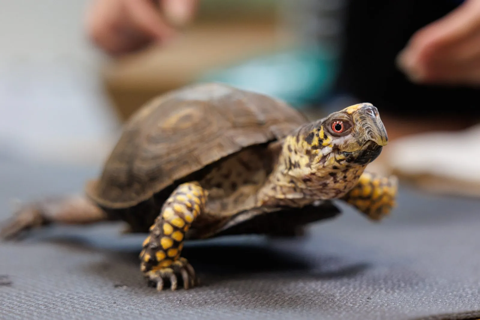 Turtle