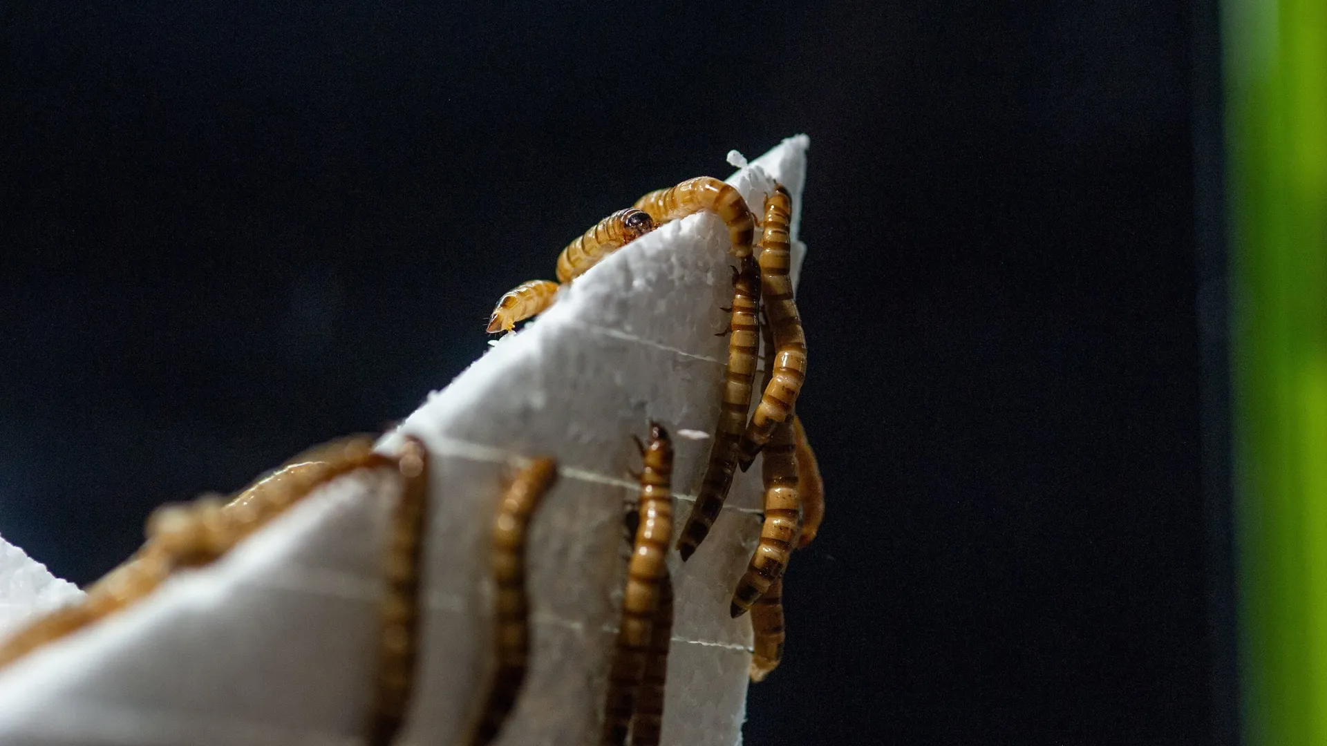 Superworms on a Styrofoam replica of the iconic Tennessee Aquarium glass peaks