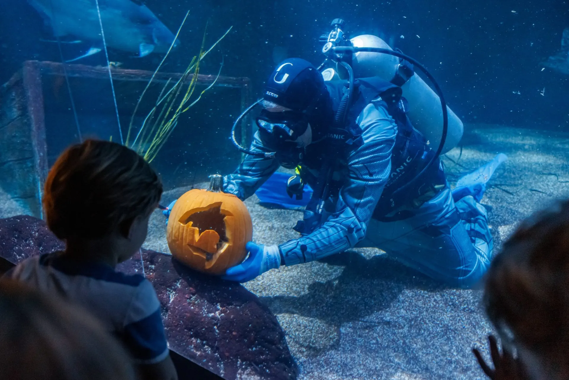 underwater pumpkin