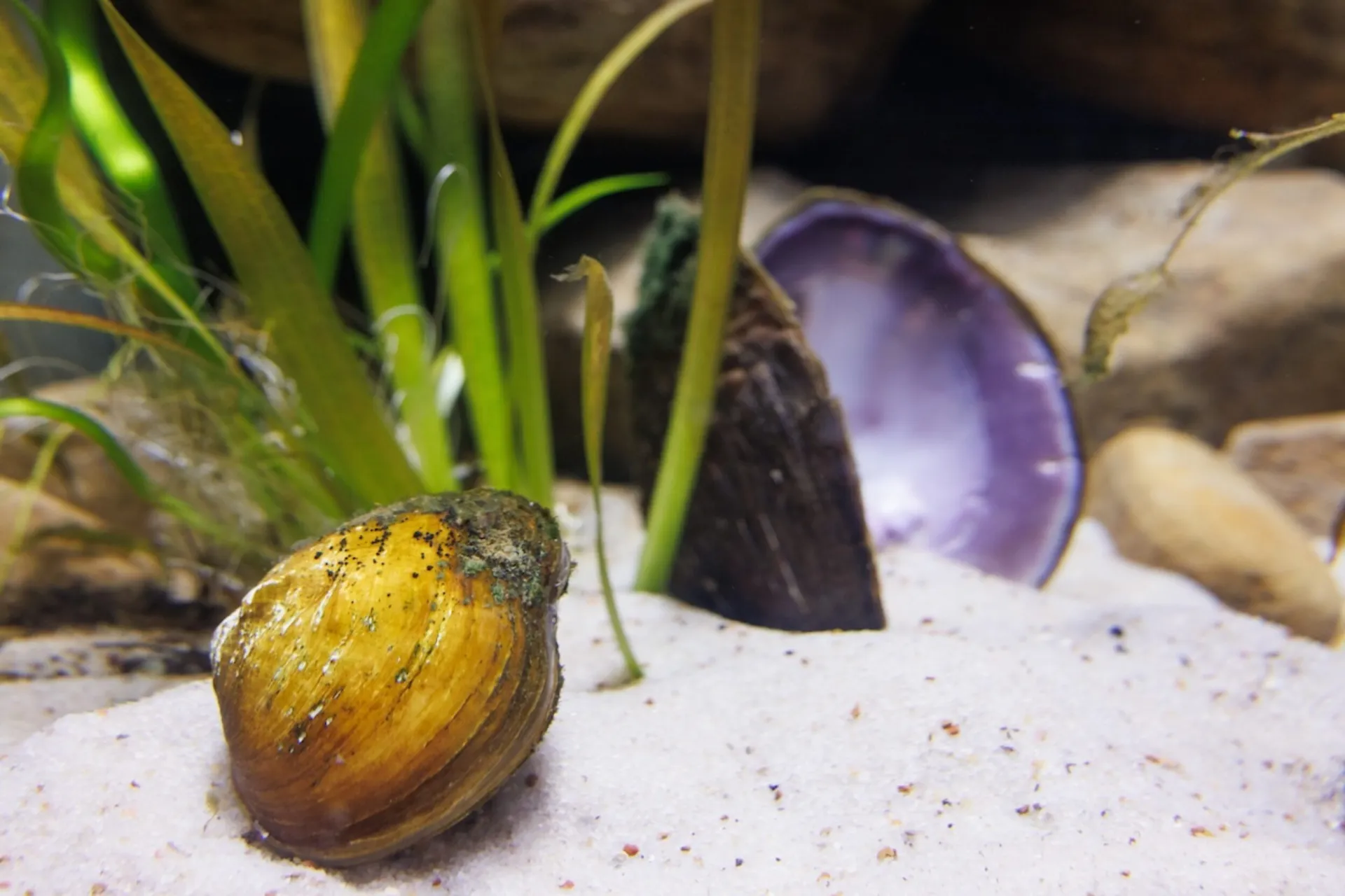 Freshwater Mussels