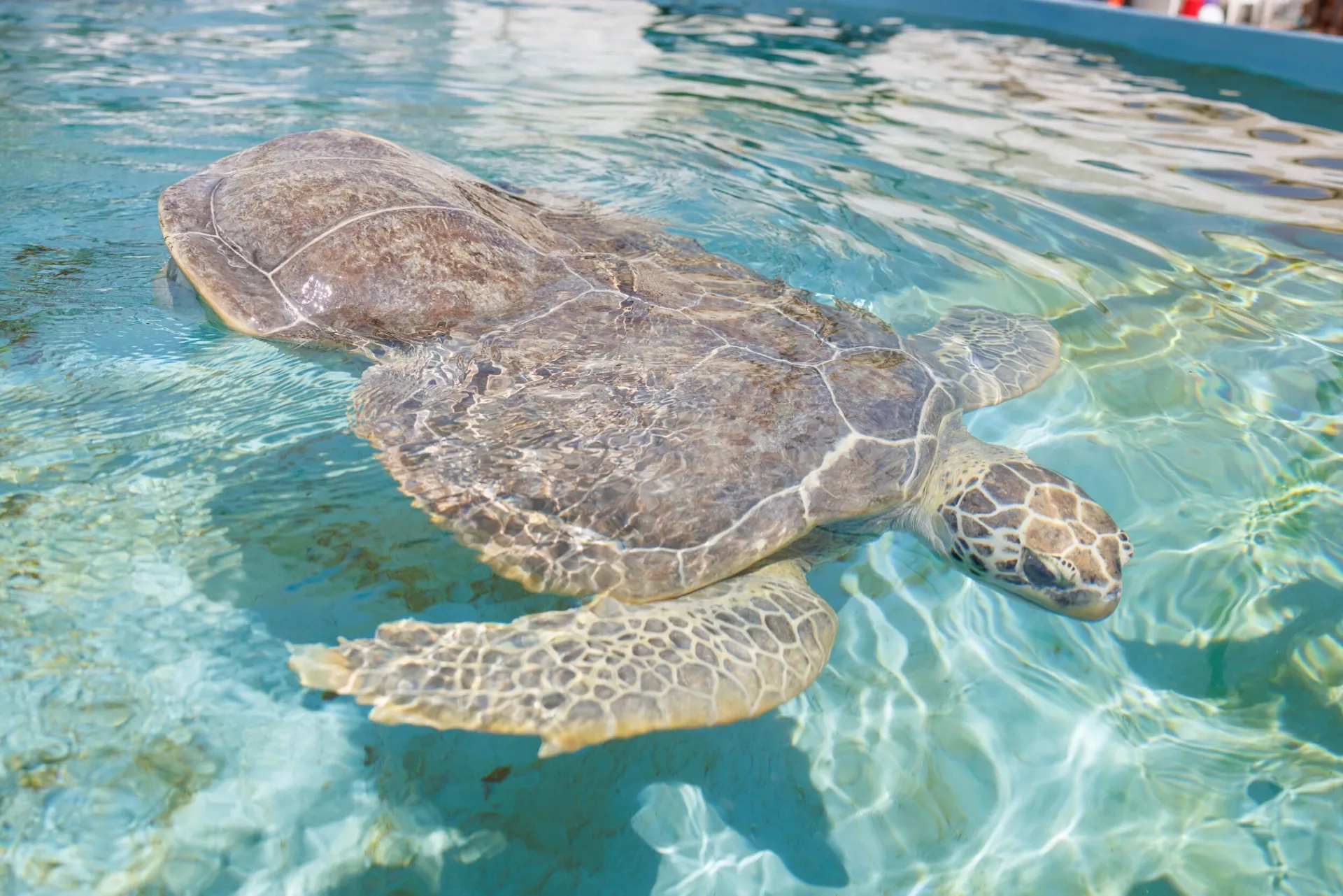 Oscar the Sea Turtle