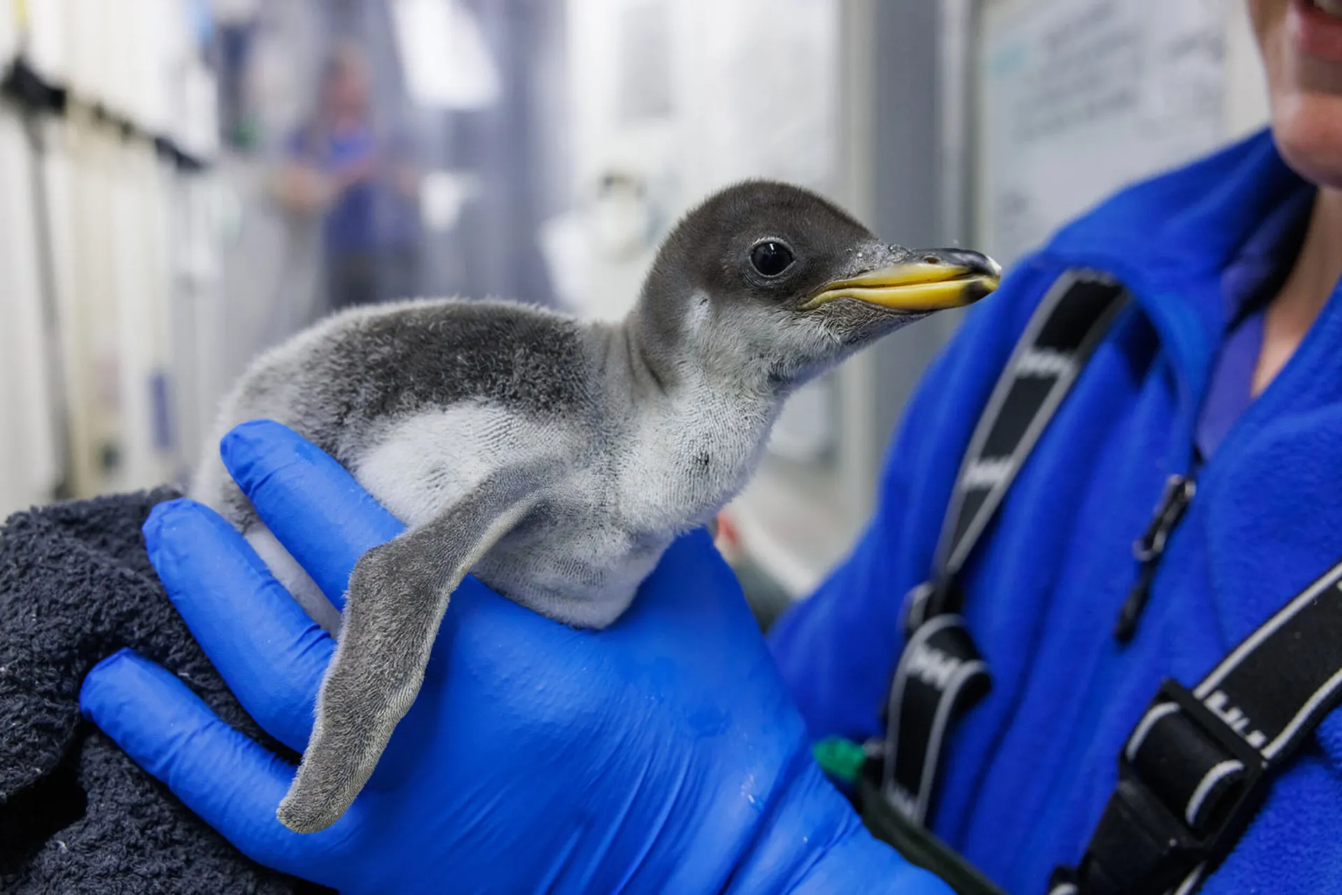 Red, white and floof Tennessee Aquarium welcomes newest penguin chick just in time for the Fourth