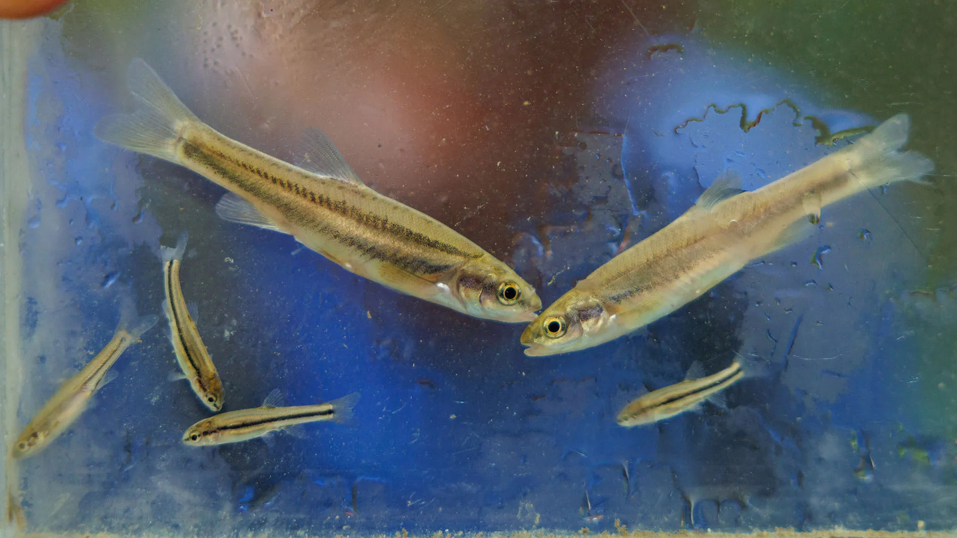 Water sampling brings welcome news for Laurel Dace