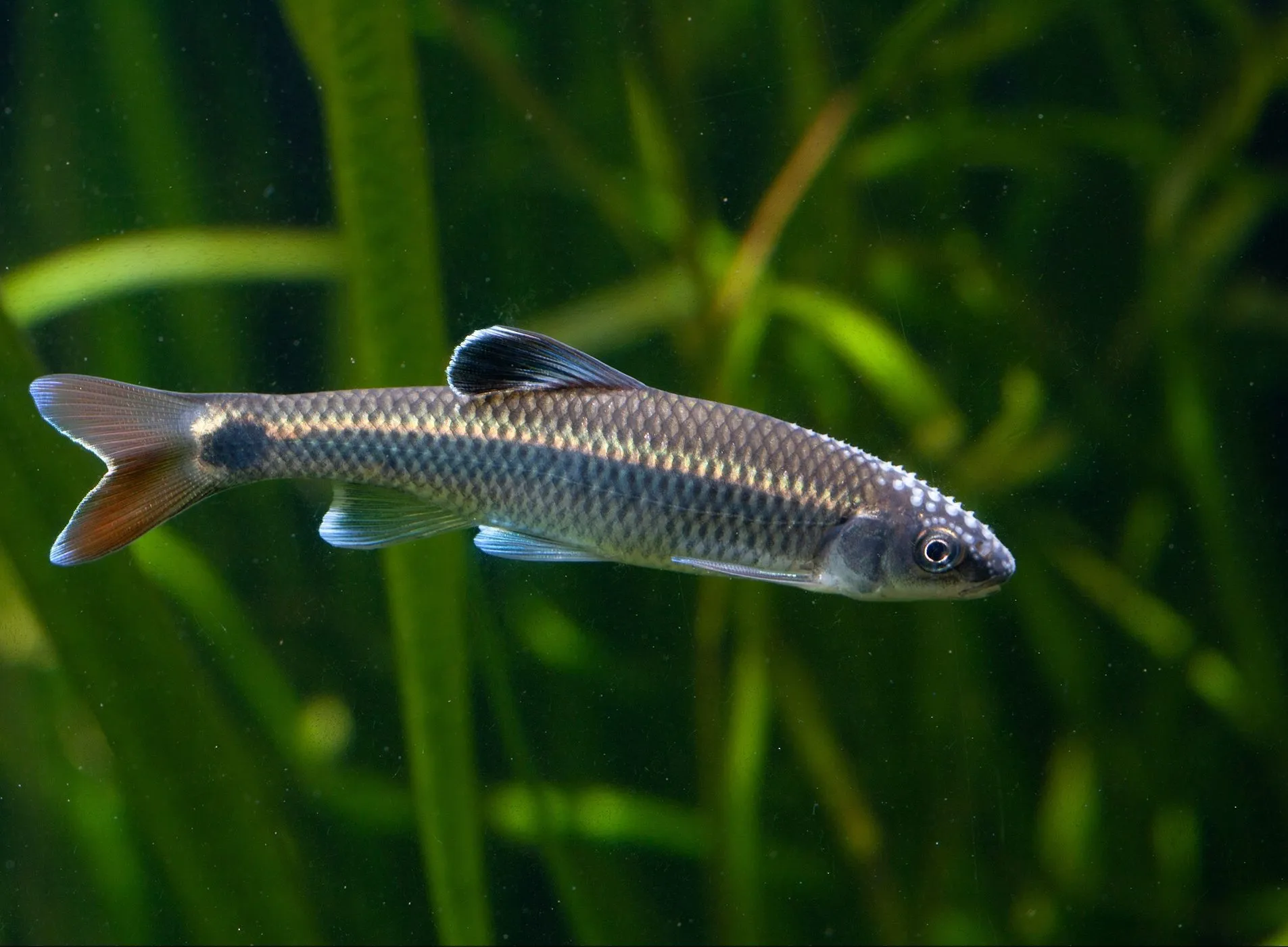 Alabama Shiner