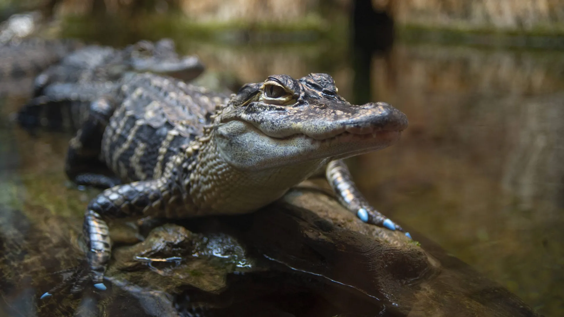 American Alligator