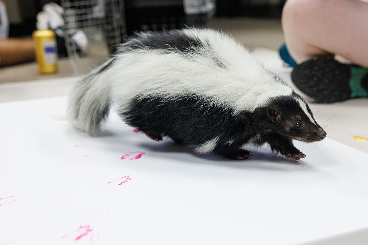 Brie the Striped Skunk paints a canvas for the Tennessee Aquarium’s annual online fundraising auction.