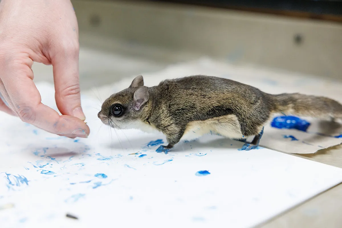 Bidding begins tomorrow on incredible animal art, unforgettable experiences in Tennessee Aquarium fundraiser