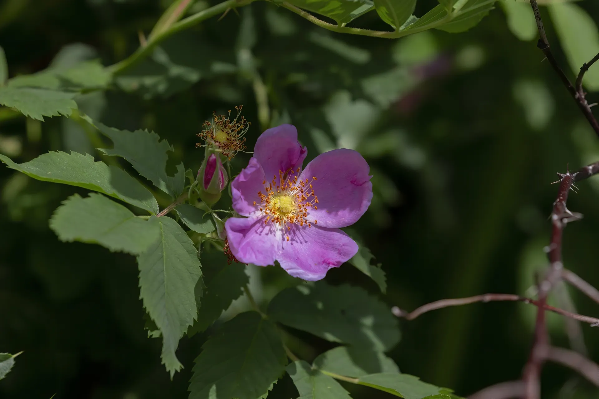 Carolina Rose