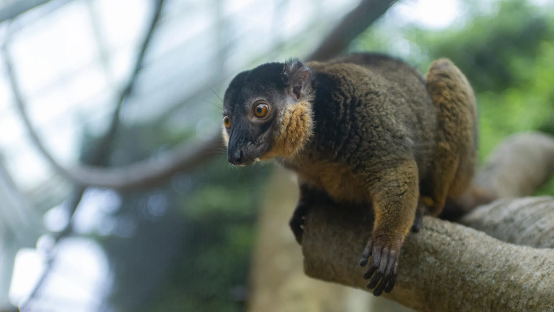 Collared Lemurs