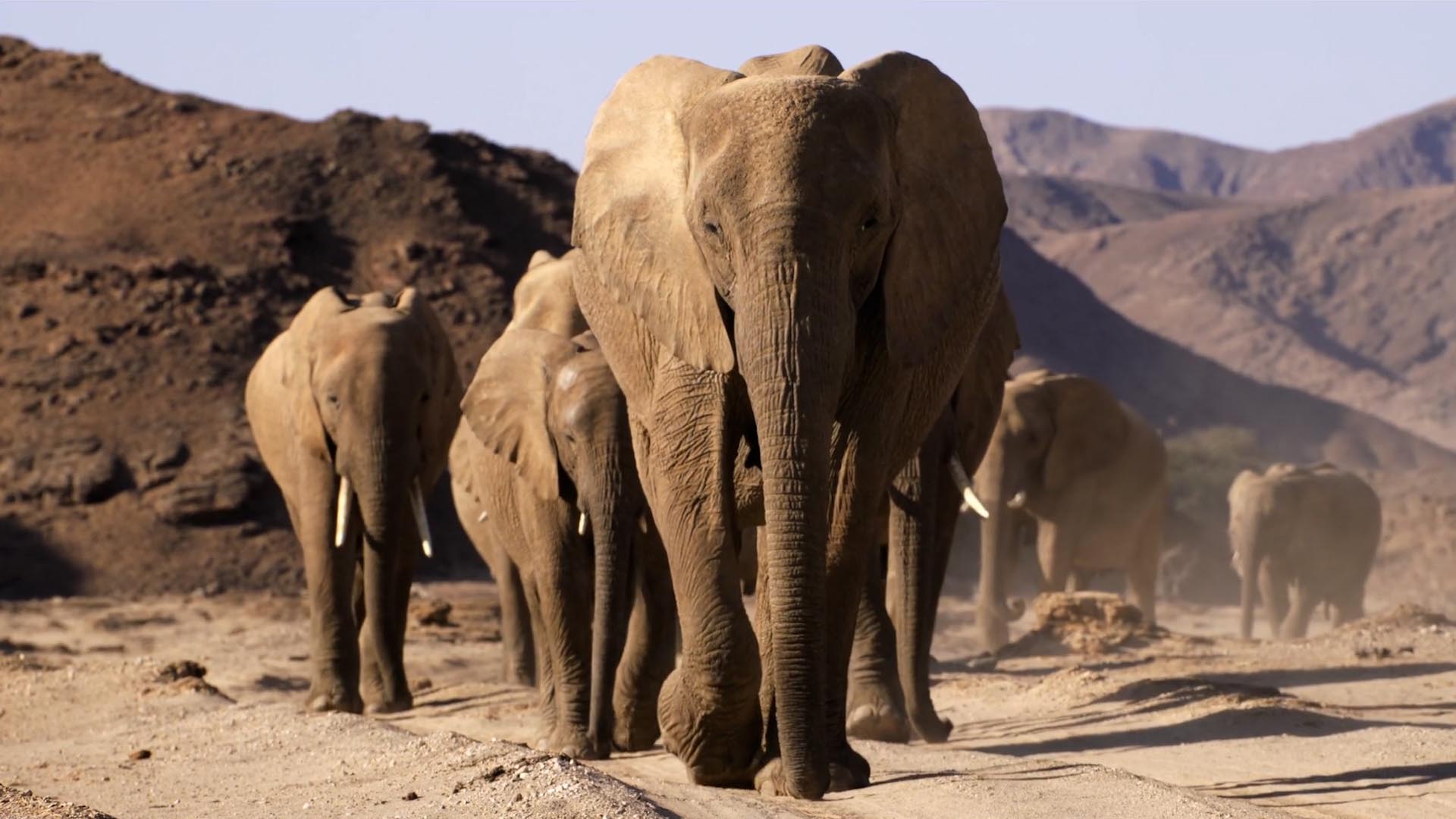 A herd of elephants cross Africa's Namib Desert in Elephants: Giants of the Desert 3D. (credit: K2 Studios)