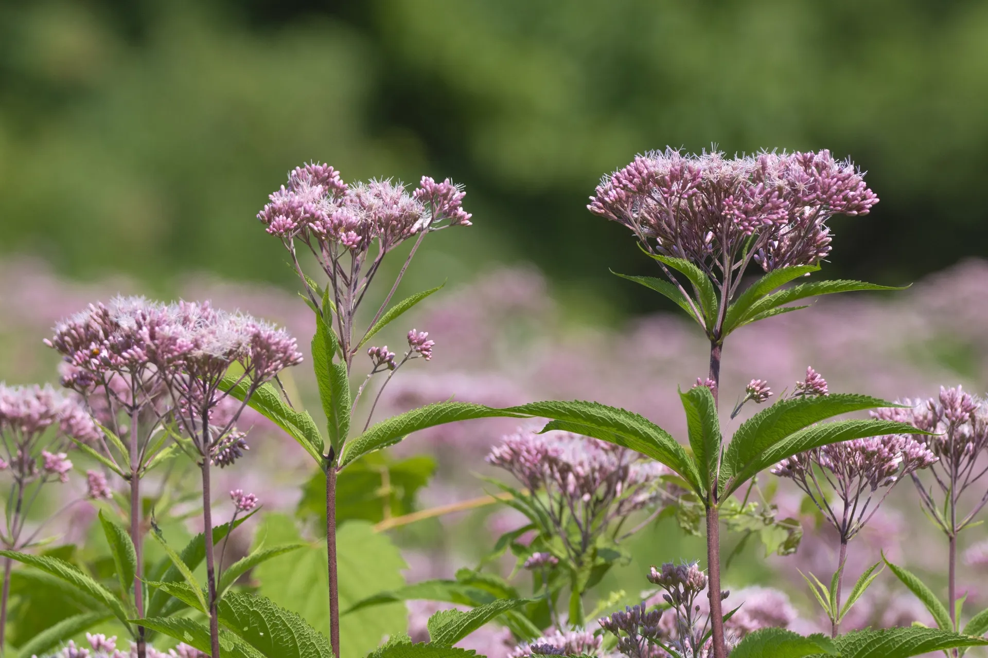 Joe-Pye-Weed