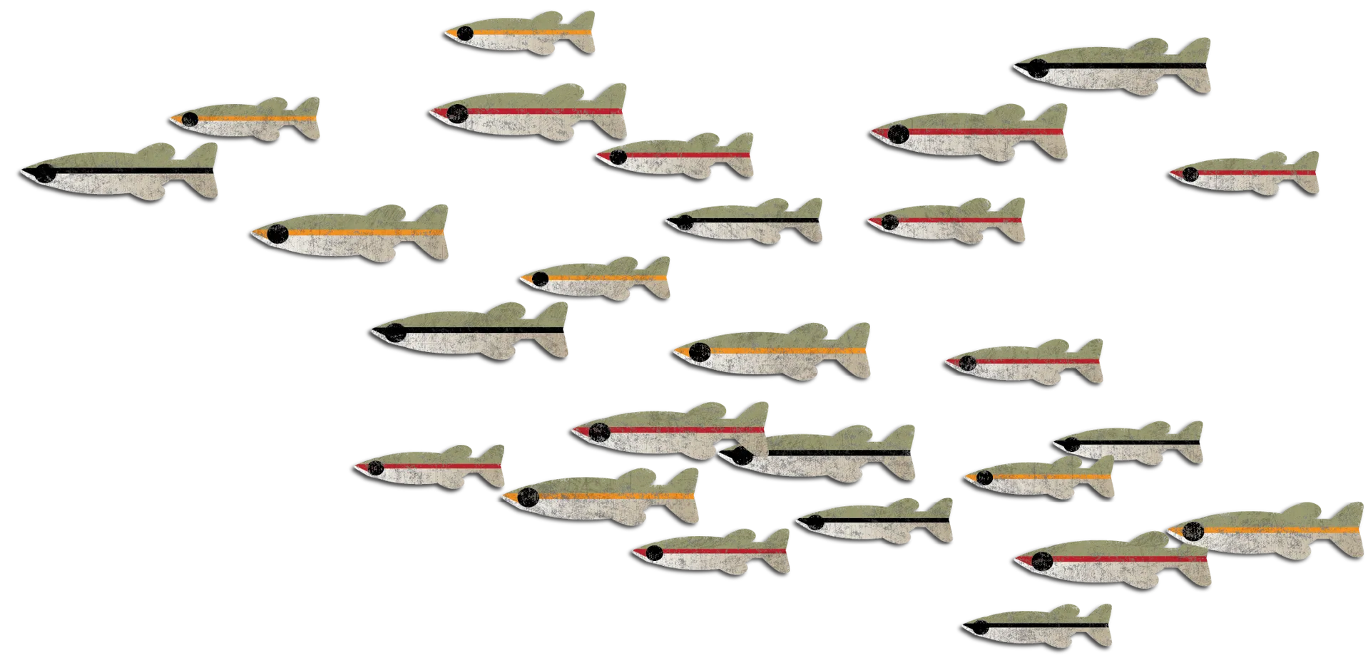 generic minnows
