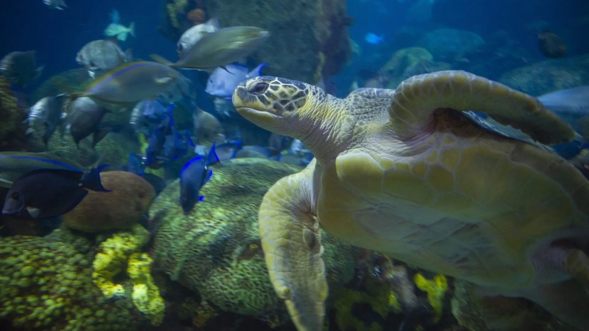 Sea Turtle