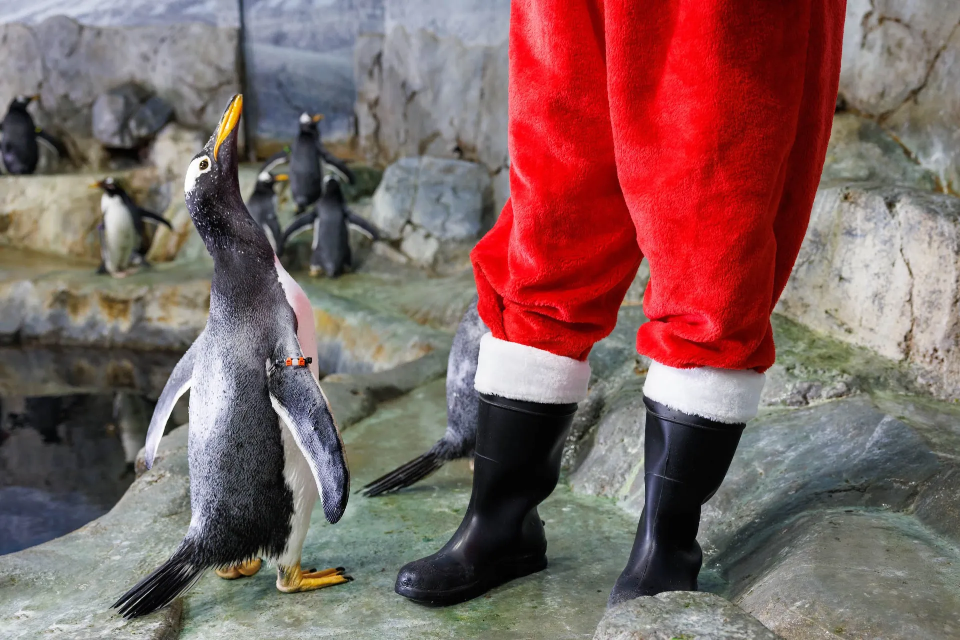Santa Claus and Pegiun
