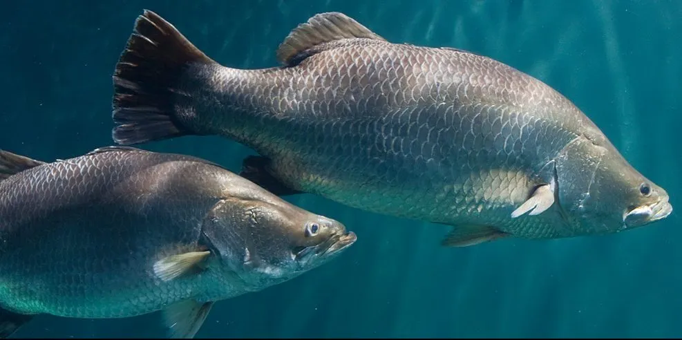 Barramundi