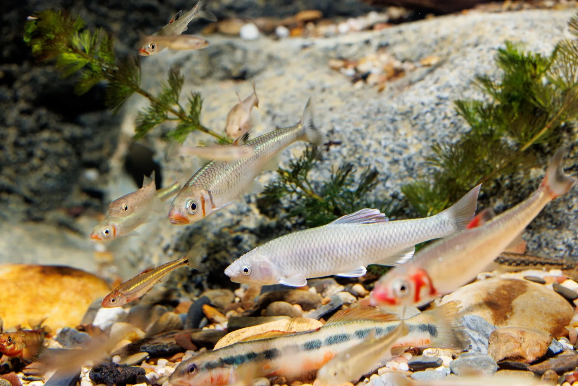 group of fish