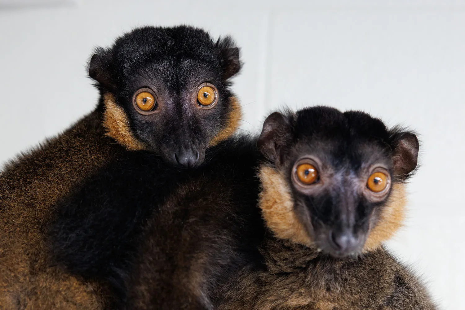 Tennessee Aquarium welcomes a new lemur, refreshes Giant Pacific Octopus exhibit, Superheroes save the world in IMAX