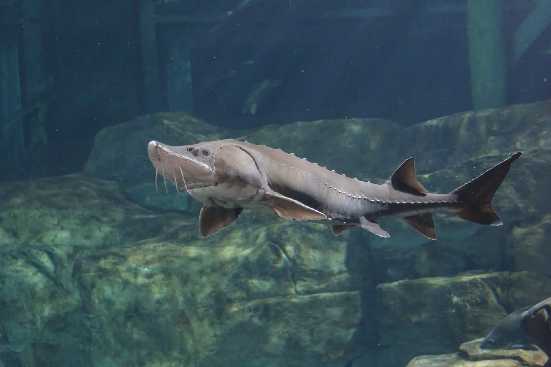 Lake Sturgeon