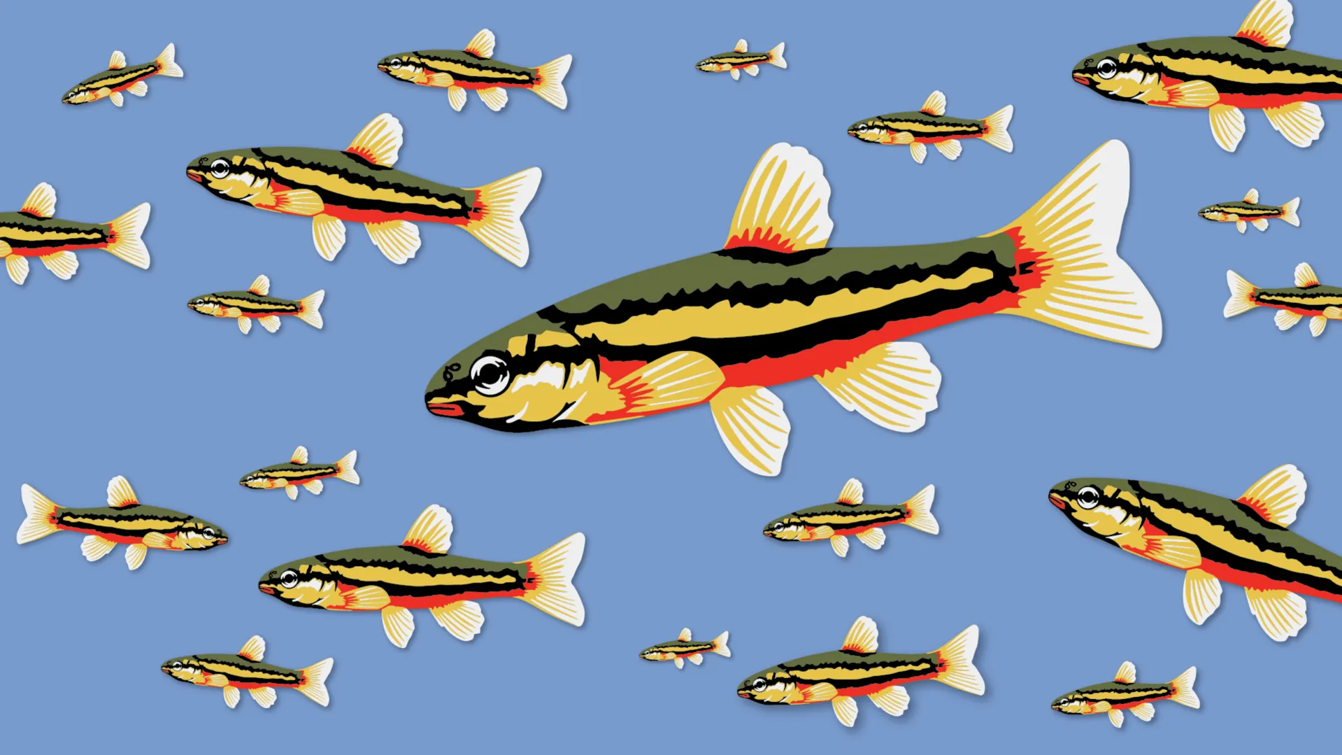 Laurel Dace Race Day