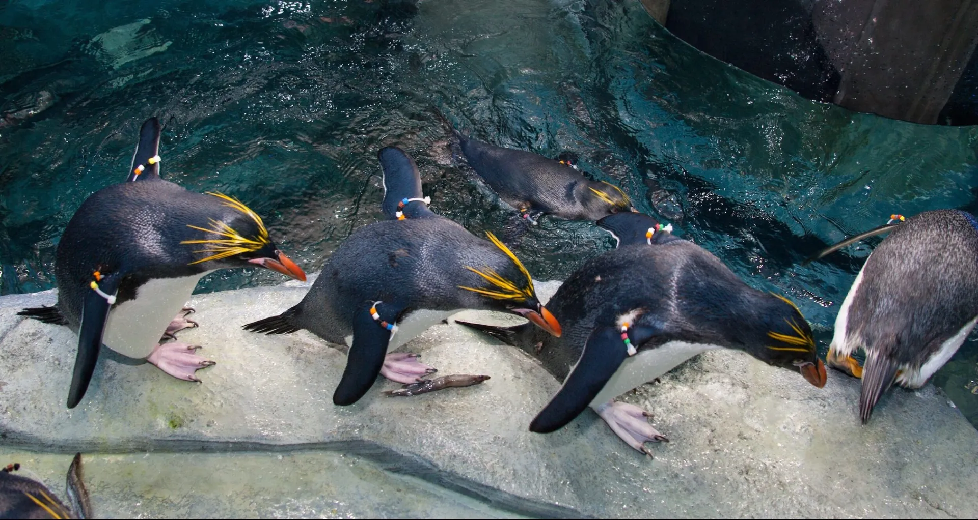 Macaroni Peguins