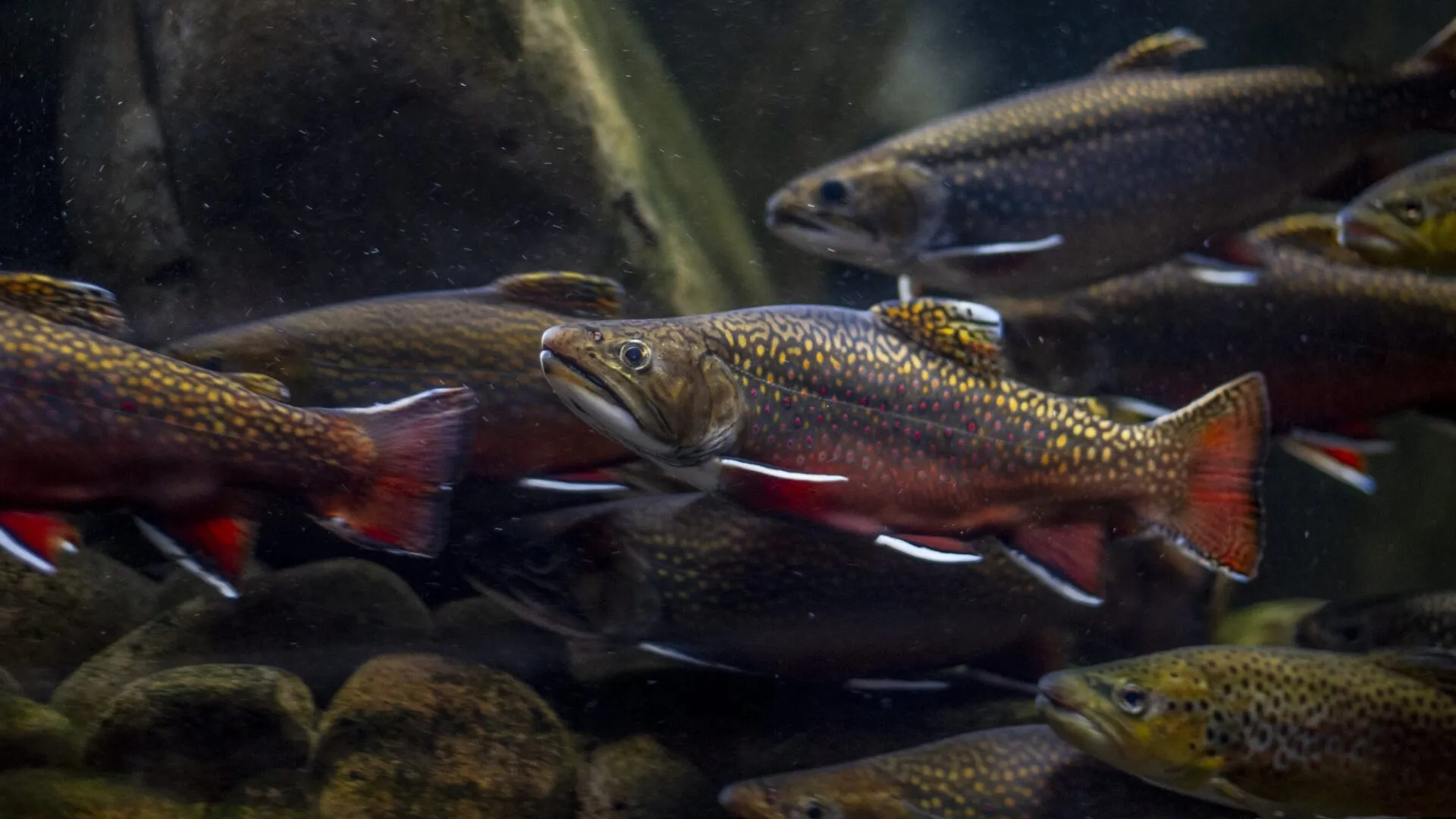 Southern Appalachian Brook Trout