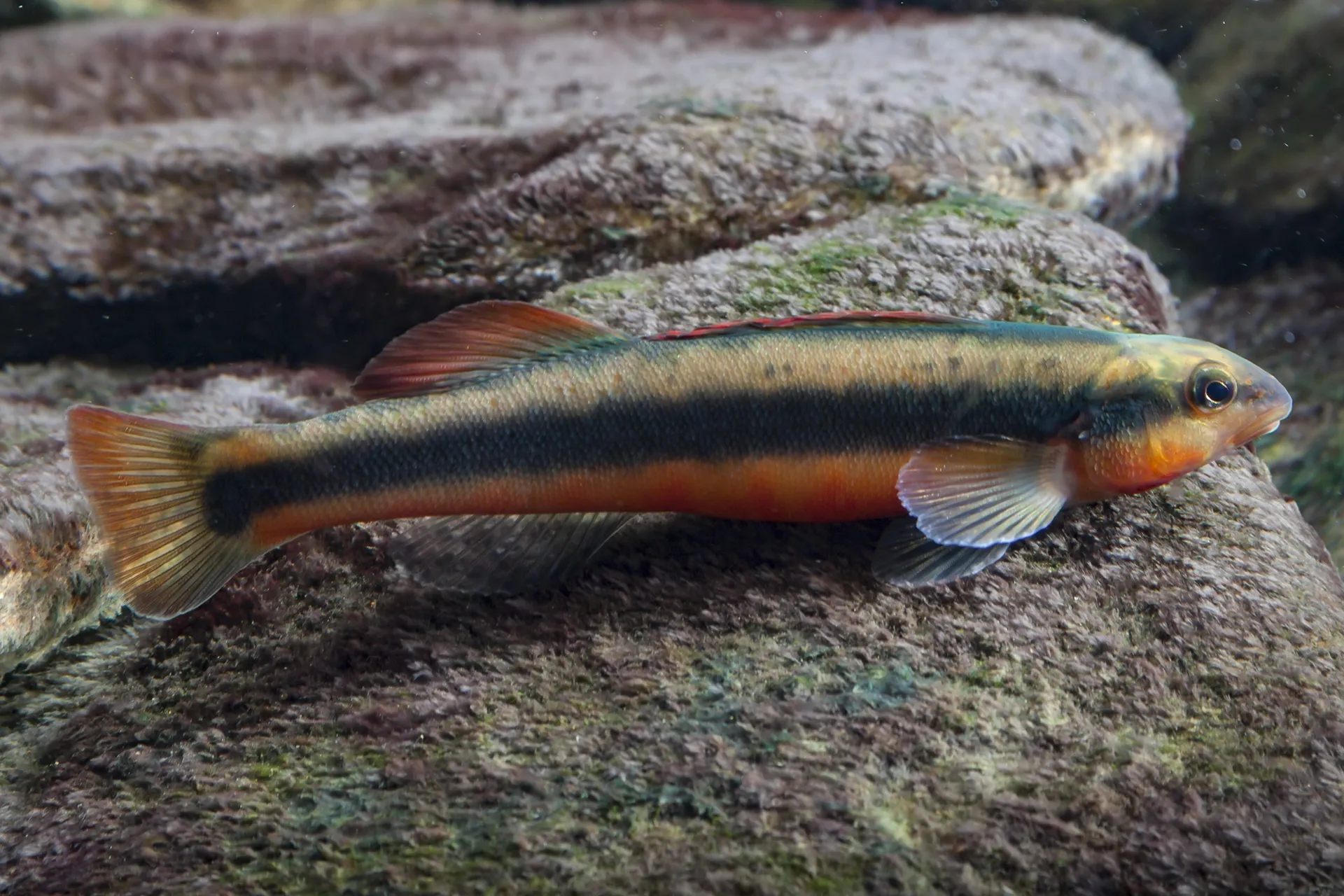 A tangerine darter fish on a rock, known for its bright orange underbelly and black stripe on the side of its body