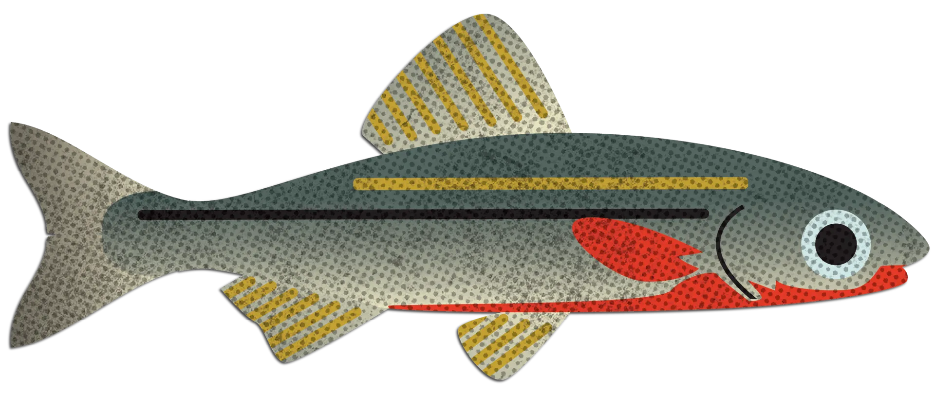 Tennessee Dace Illustration
