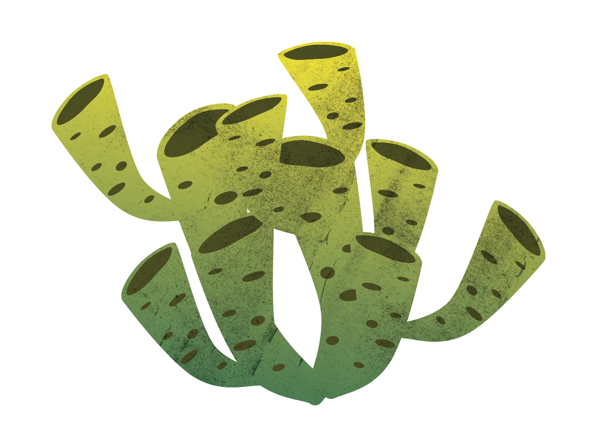 coral