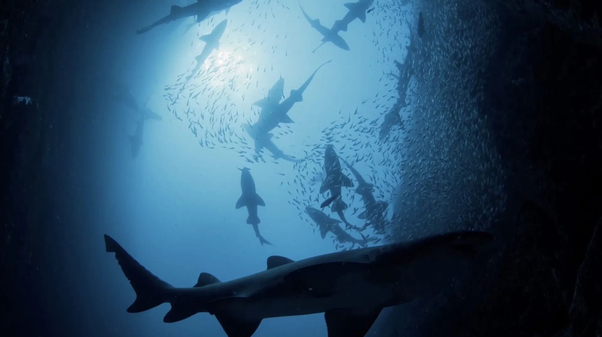 Sharks