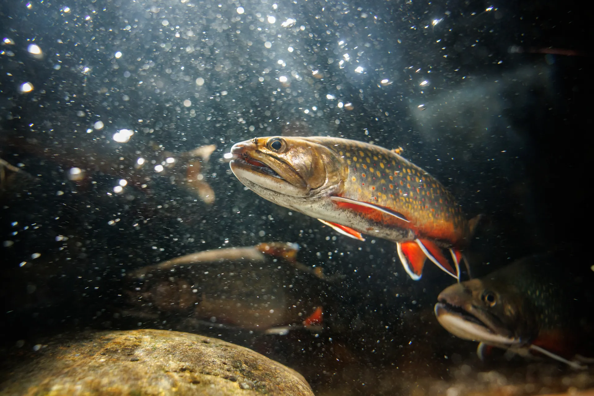 dramatic shot of a Brook Trout underwater with lots of little bubbles
