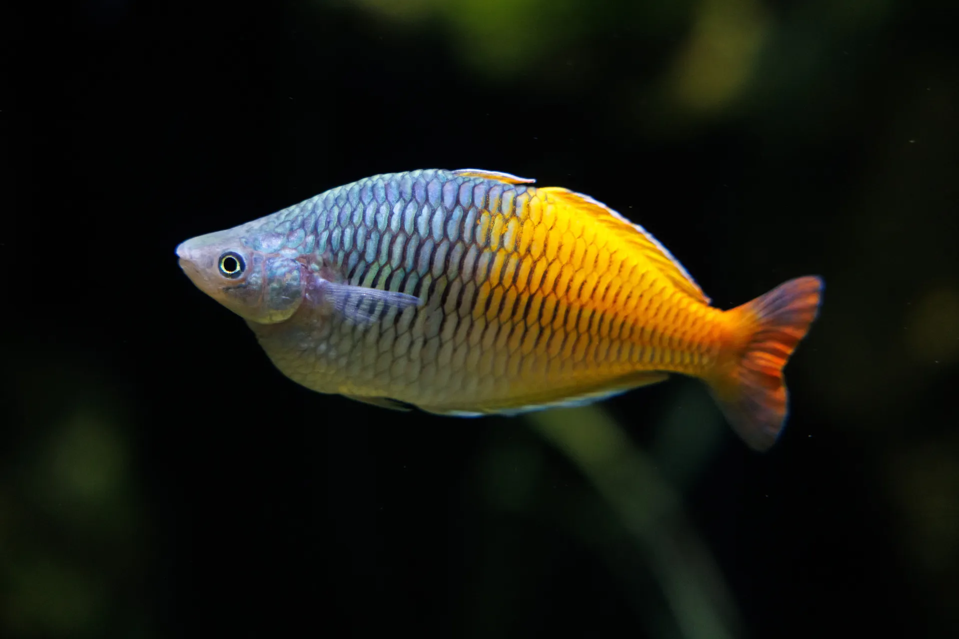 A Boeseman's rainbowfish in the Fly River exhibit at the Tennessee Aquarium