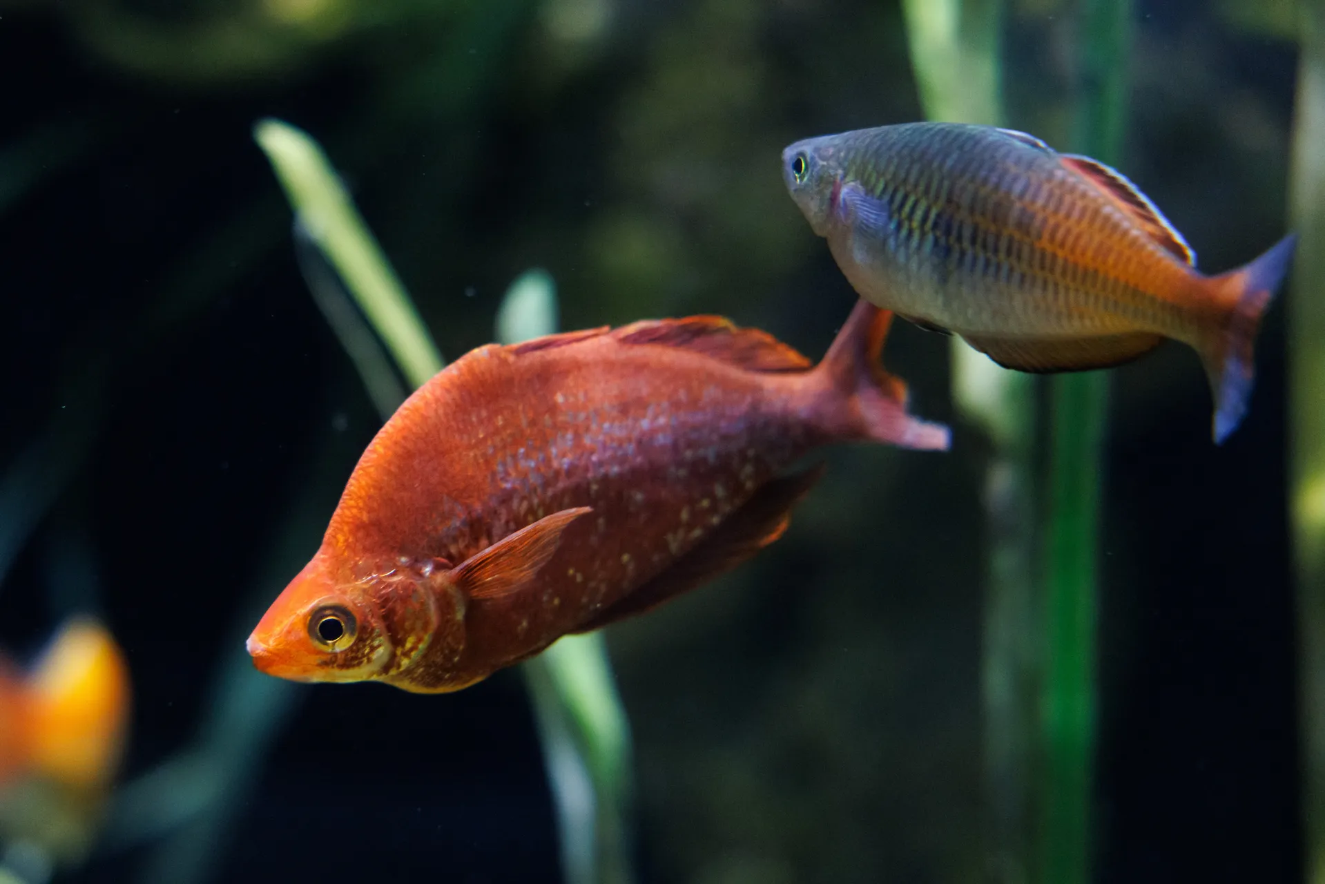 A Red rainbowfish in the Fly River exhibit at the Tennessee Aquarium