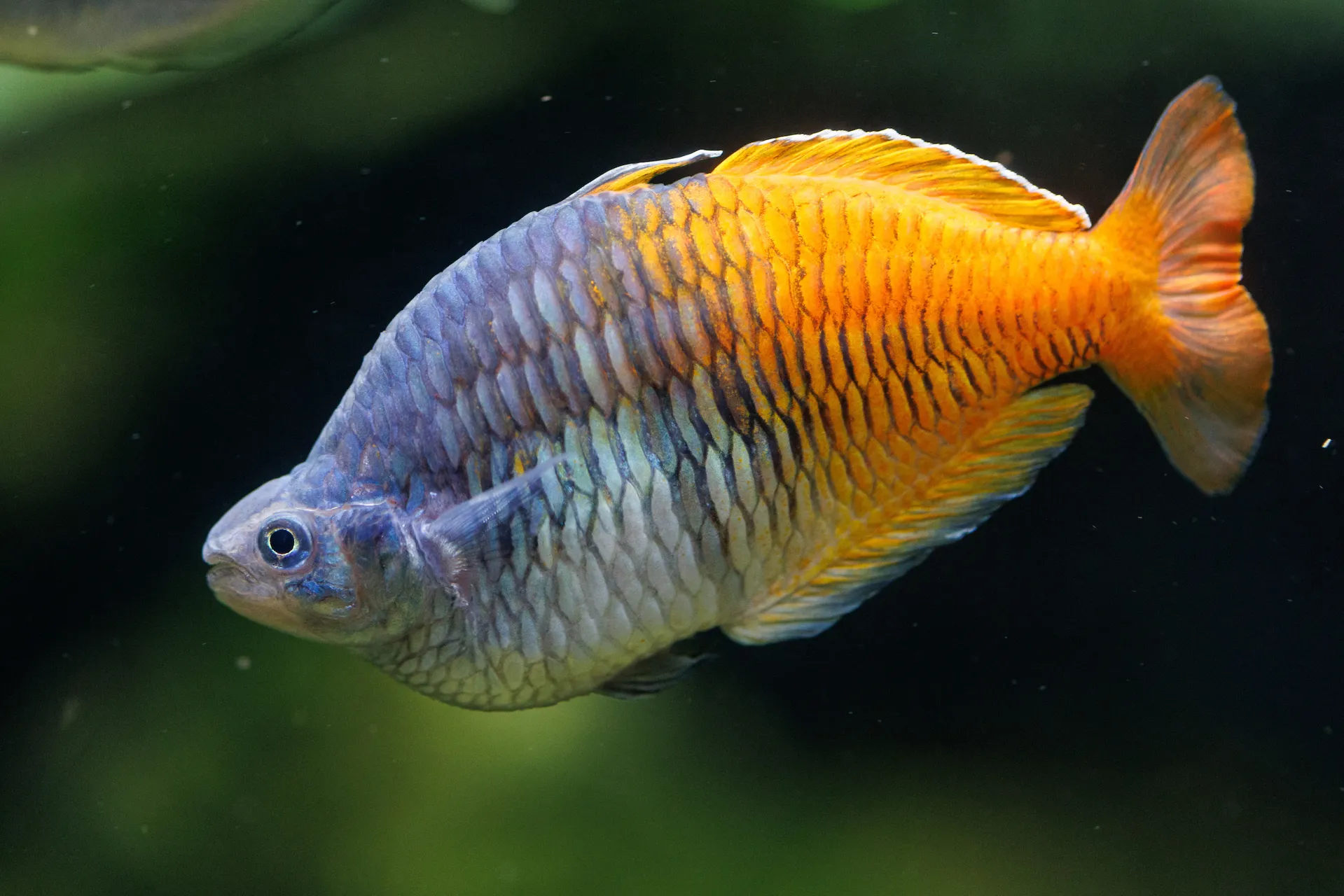 A Boeseman's rainbowfish in the Fly River exhibit at the Tennessee Aquarium