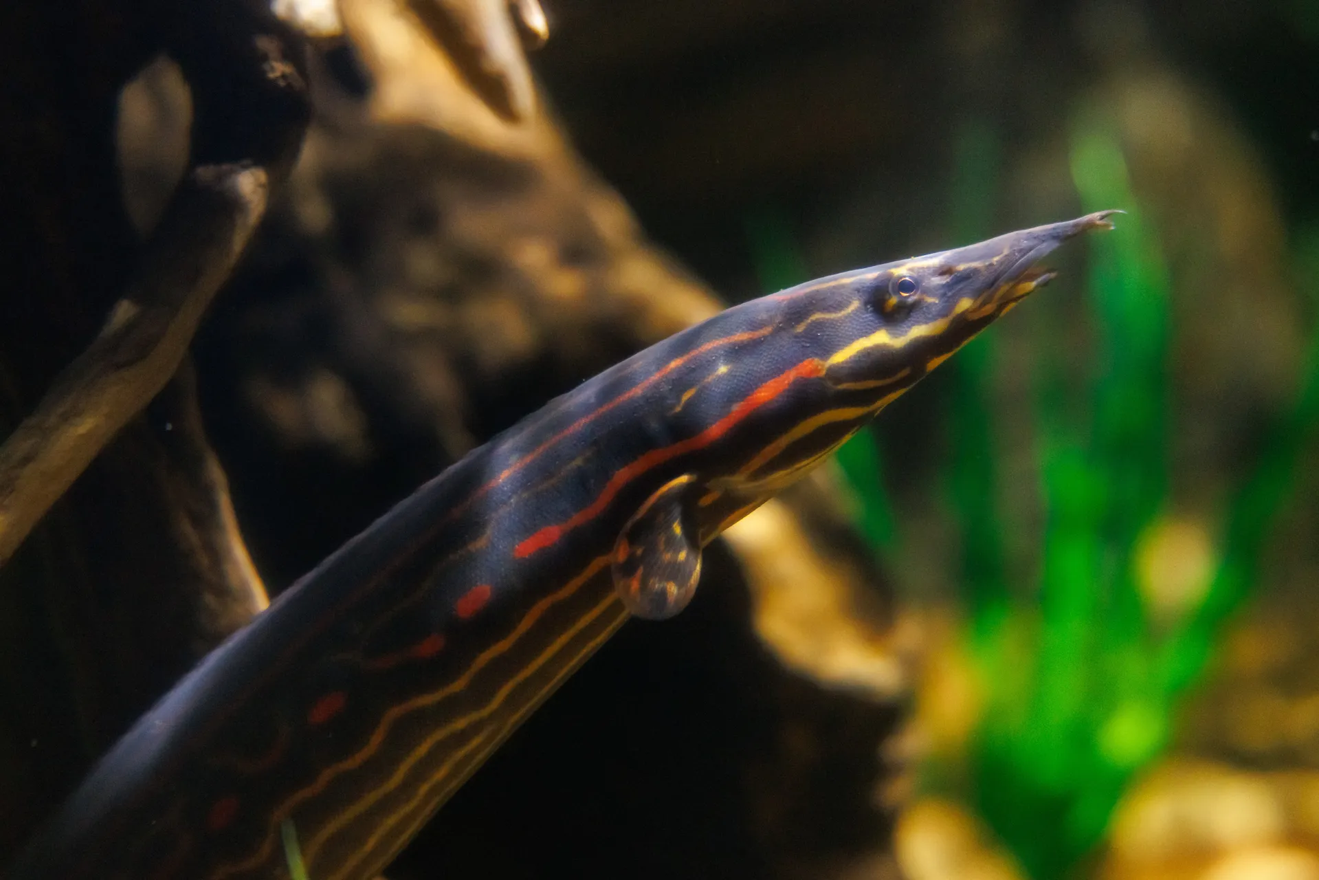 A Fire Eel in the Rivers of the World gallery at the Tennessee Aquarium