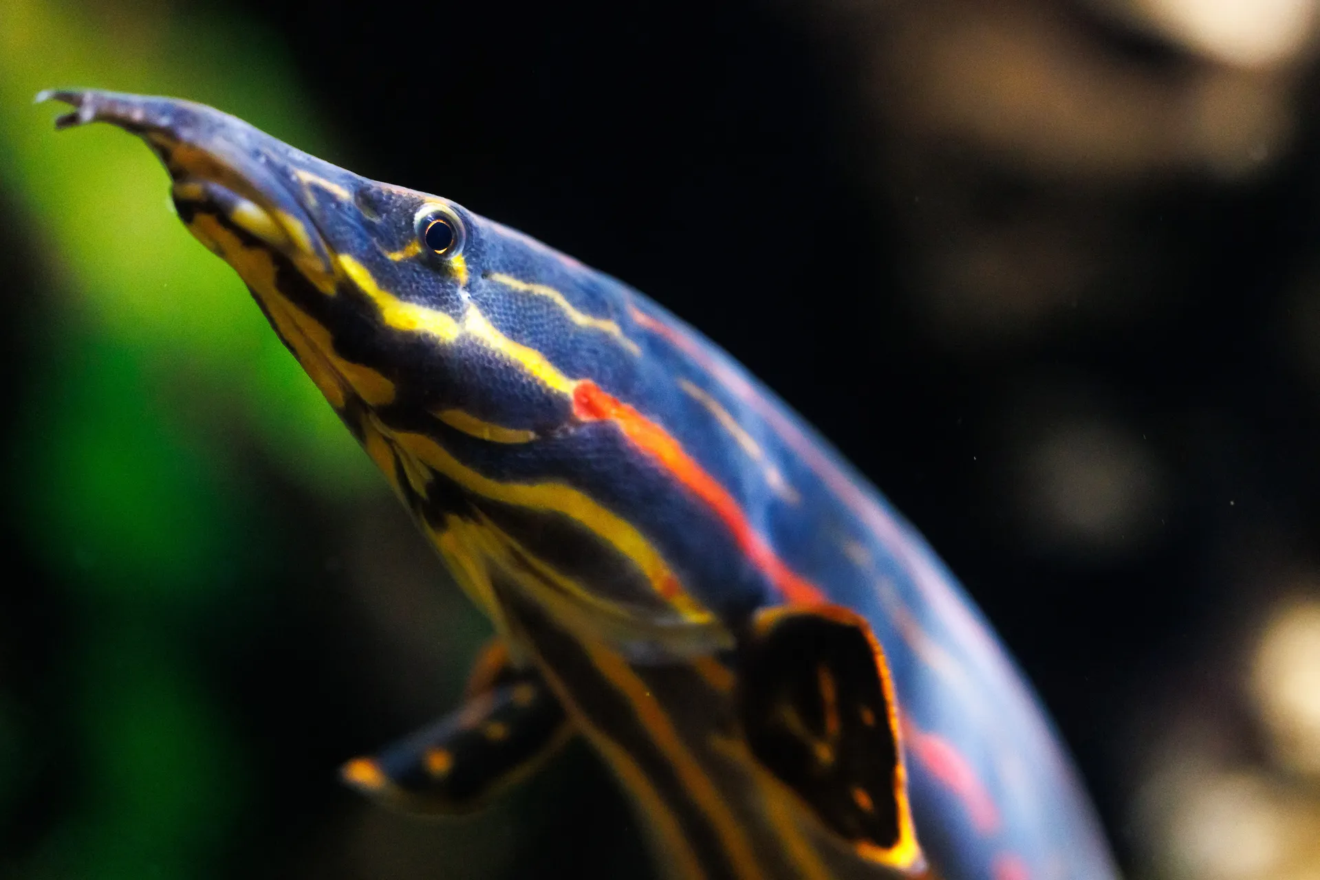 Close up of a Fire Eel in the Rivers of the World gallery at the Tennessee Aquarium