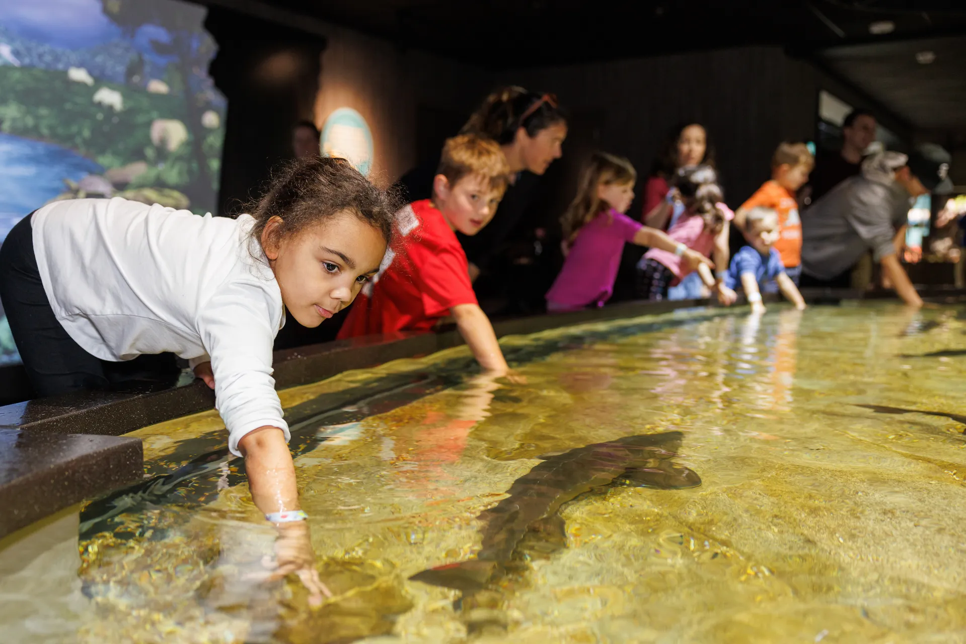 Young guests enjoying the Sturgeon Bend touch tank in the Ridges to Rivers exhibit at the TN Aquarium