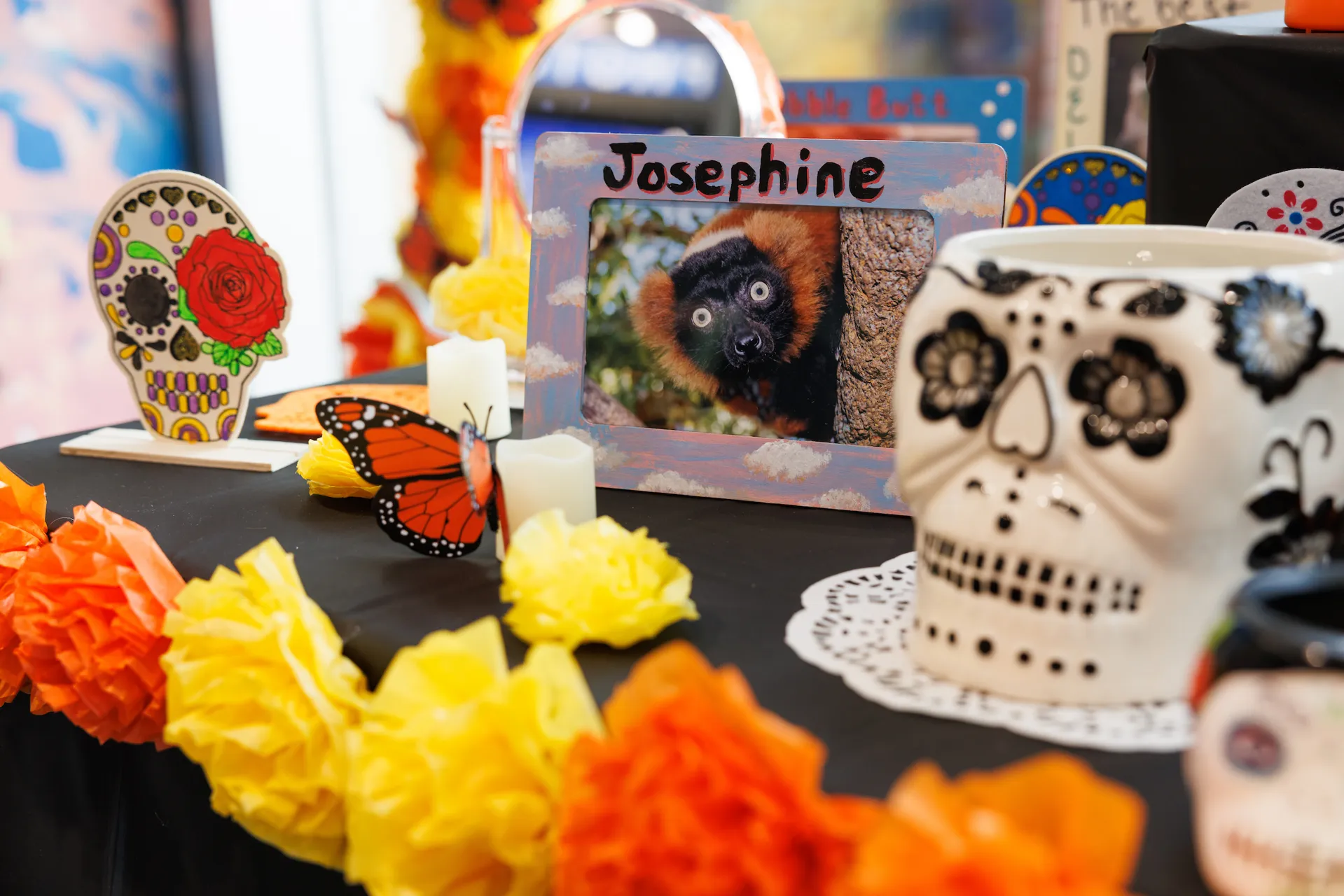 A photo frame of Josephine, a particularly special female Red-ruffed Lemur that was euthanized in 2021 to spare her from the onset of advanced kidney failure, as part of the ofrenda decorated for the Day of the Dead at the TN Aquarium to commemorate and honor loved ones passed
