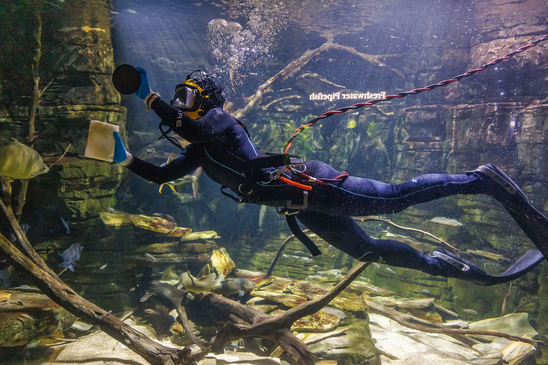 A SCUBA diver scrubs the acrylic window of an aquarium exhibit from inside