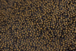 Close up view of Lake Sturgeon eggs or caviar