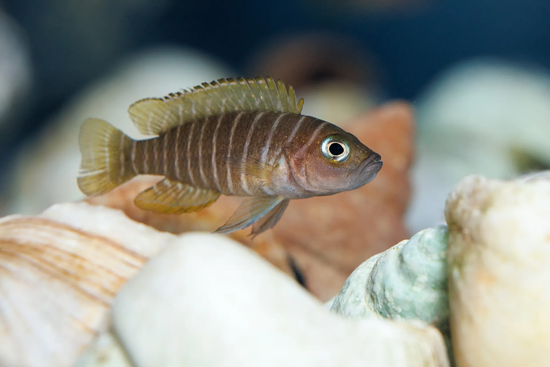 African Shell-dweller Cichlids
