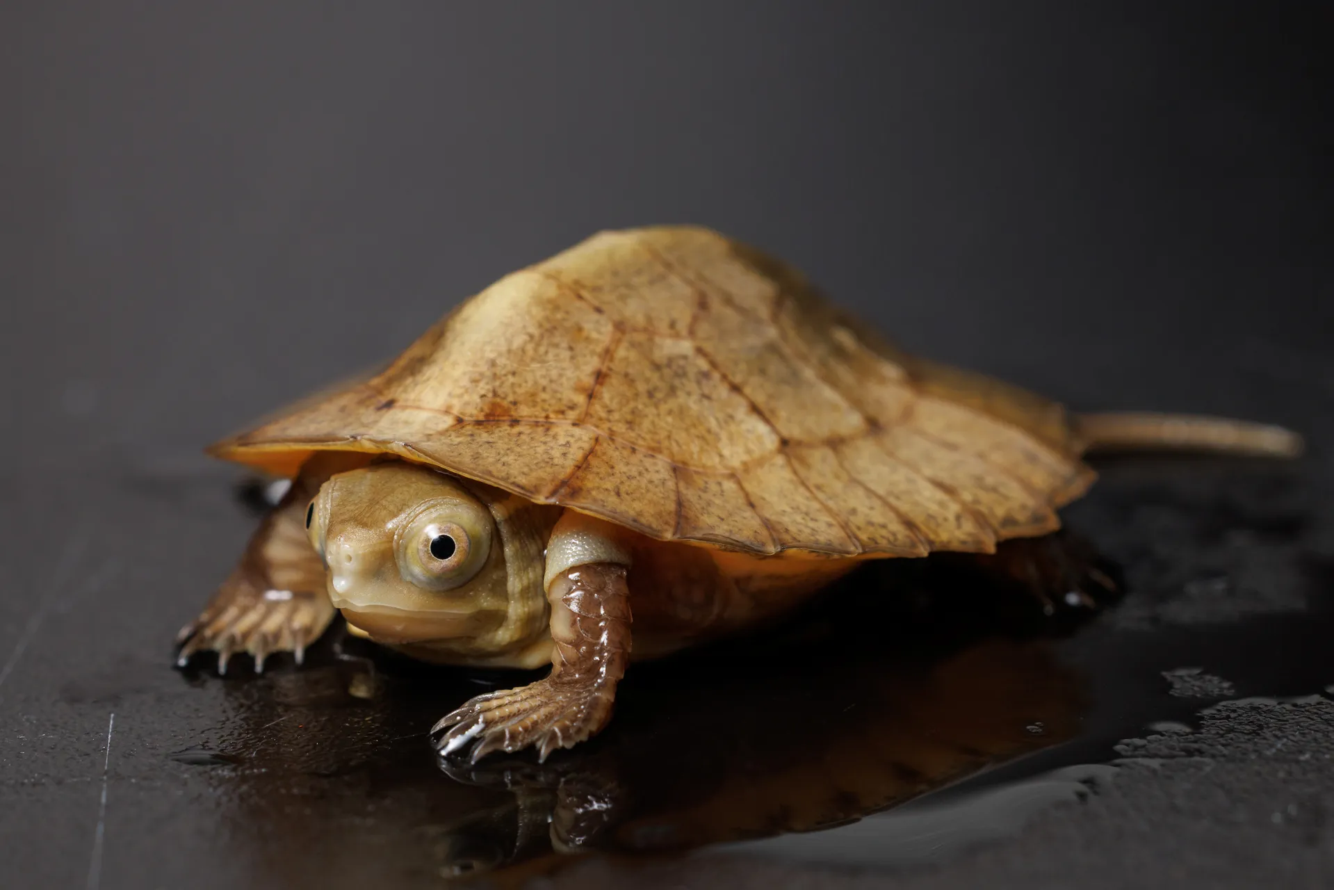 Beal&rsquo;s Eyed Turtle