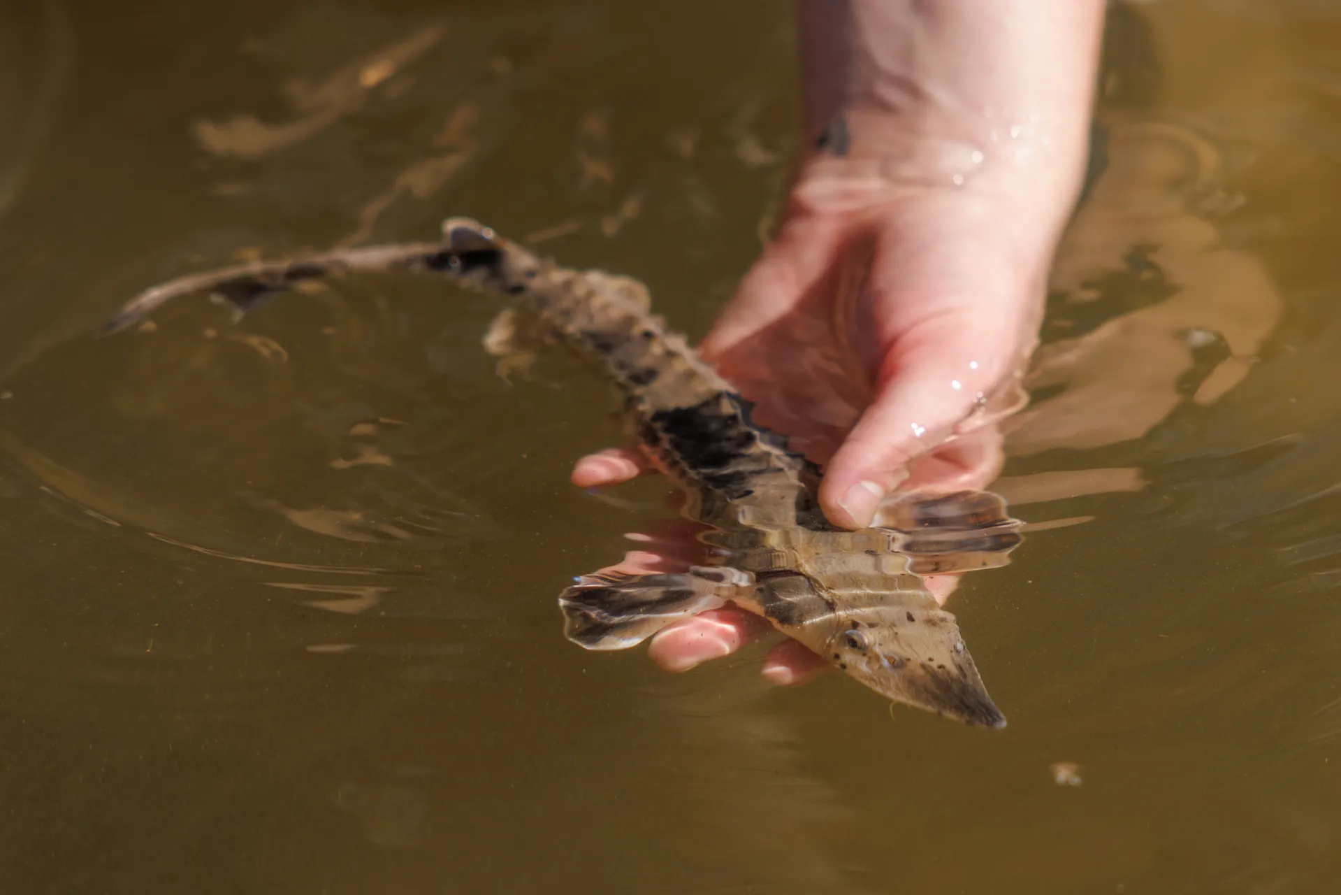 Lake Sturgeon status improves as reintroduction program celebrates 25th release year