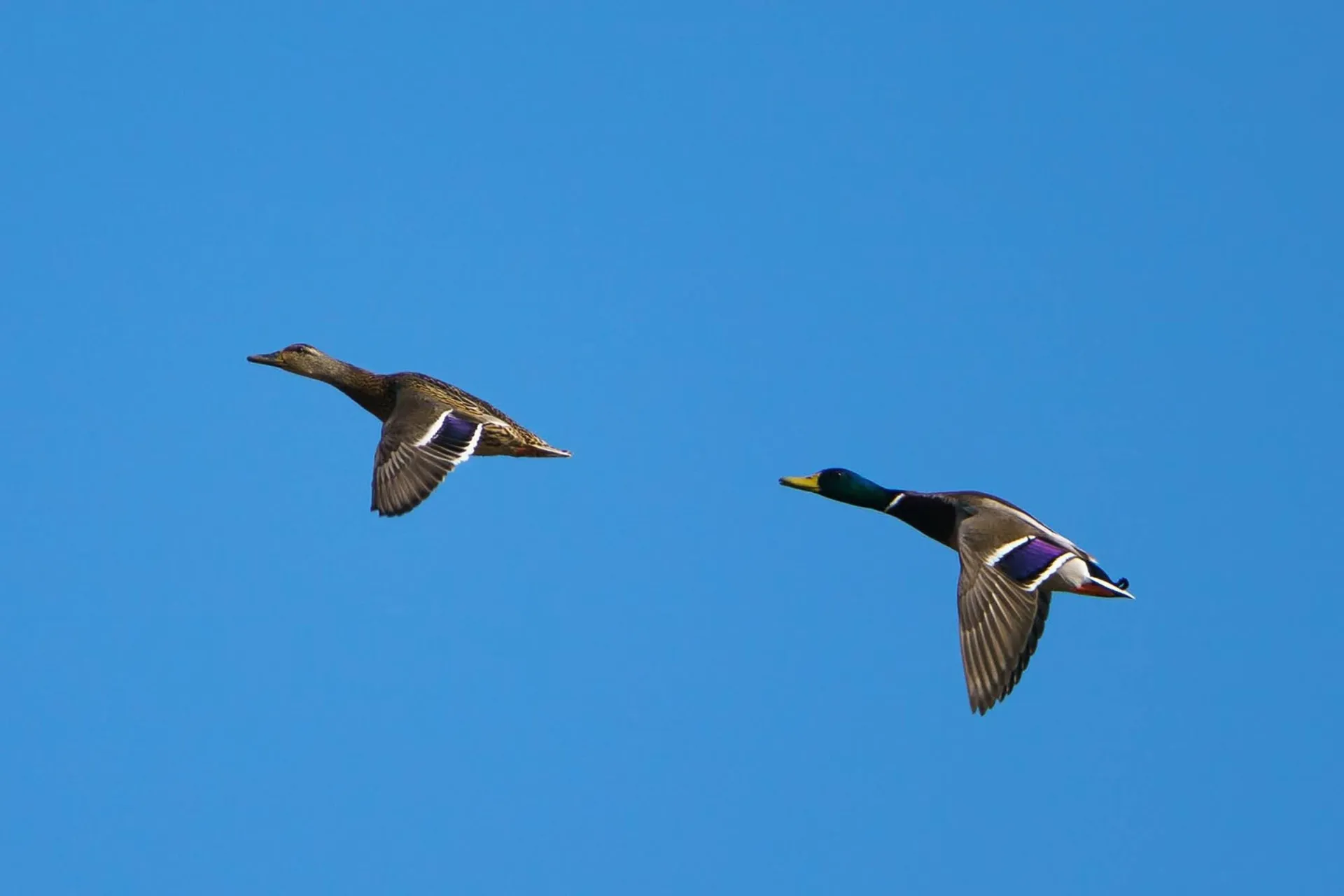 male and female Mallards in flight