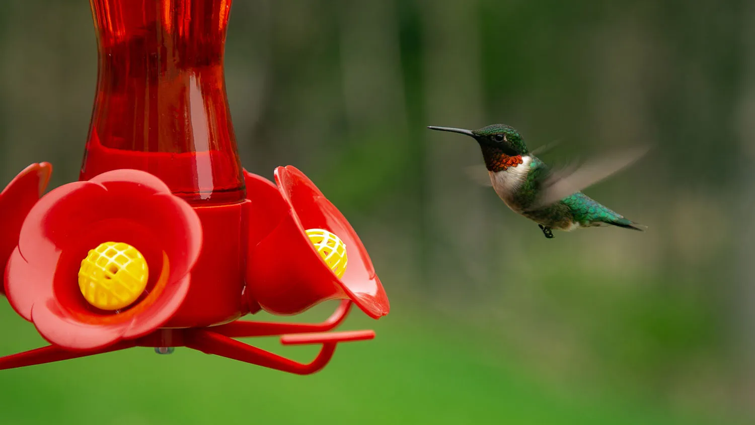 When to take down hummingbird feeders in East Tennessee