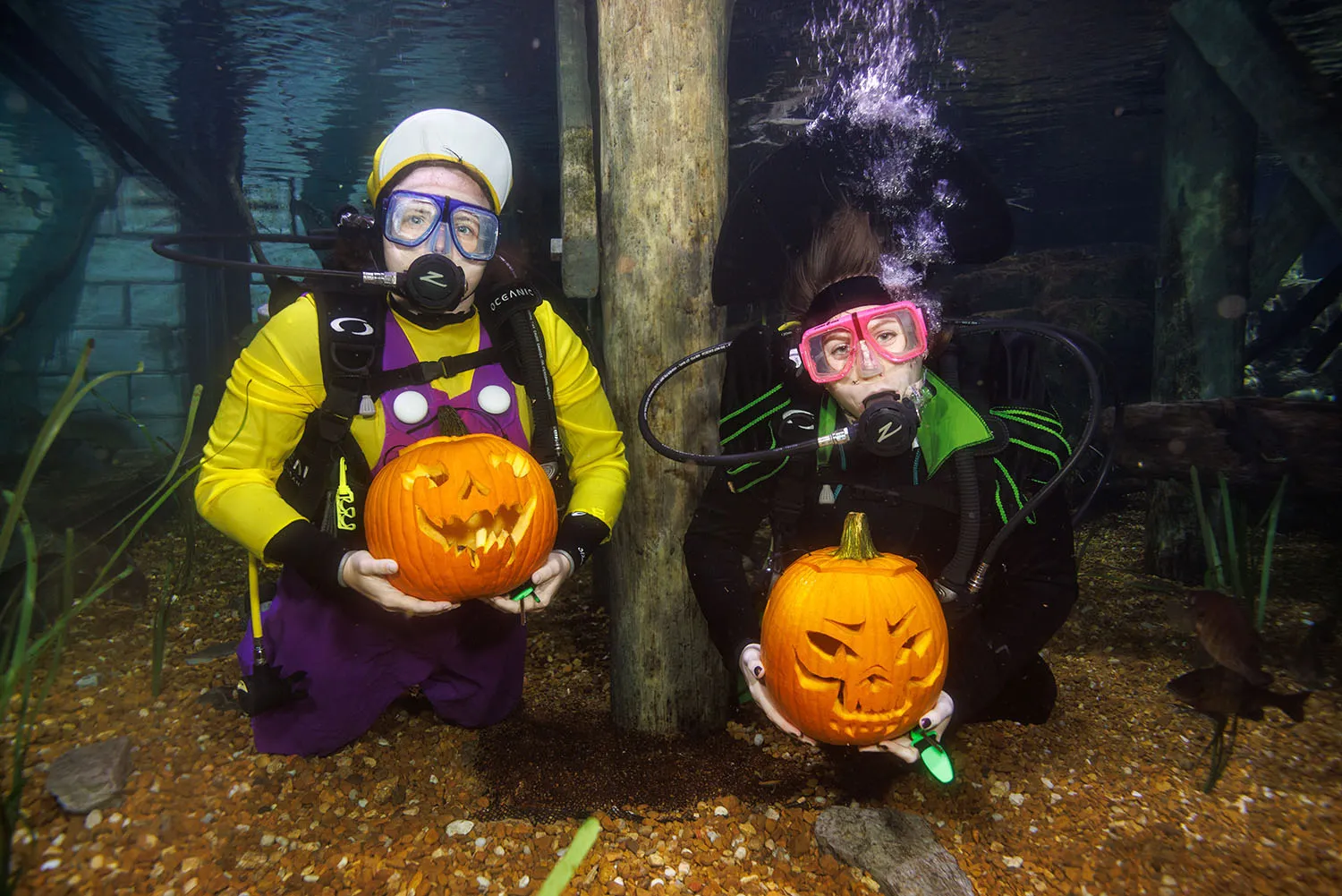 Senior Aquarists Avery Millard, left, and Kimberly Hurt hold up pumpkins carved in the Tennessee Aquarium's Tennessee River exhibit for the ODDtober celebration.