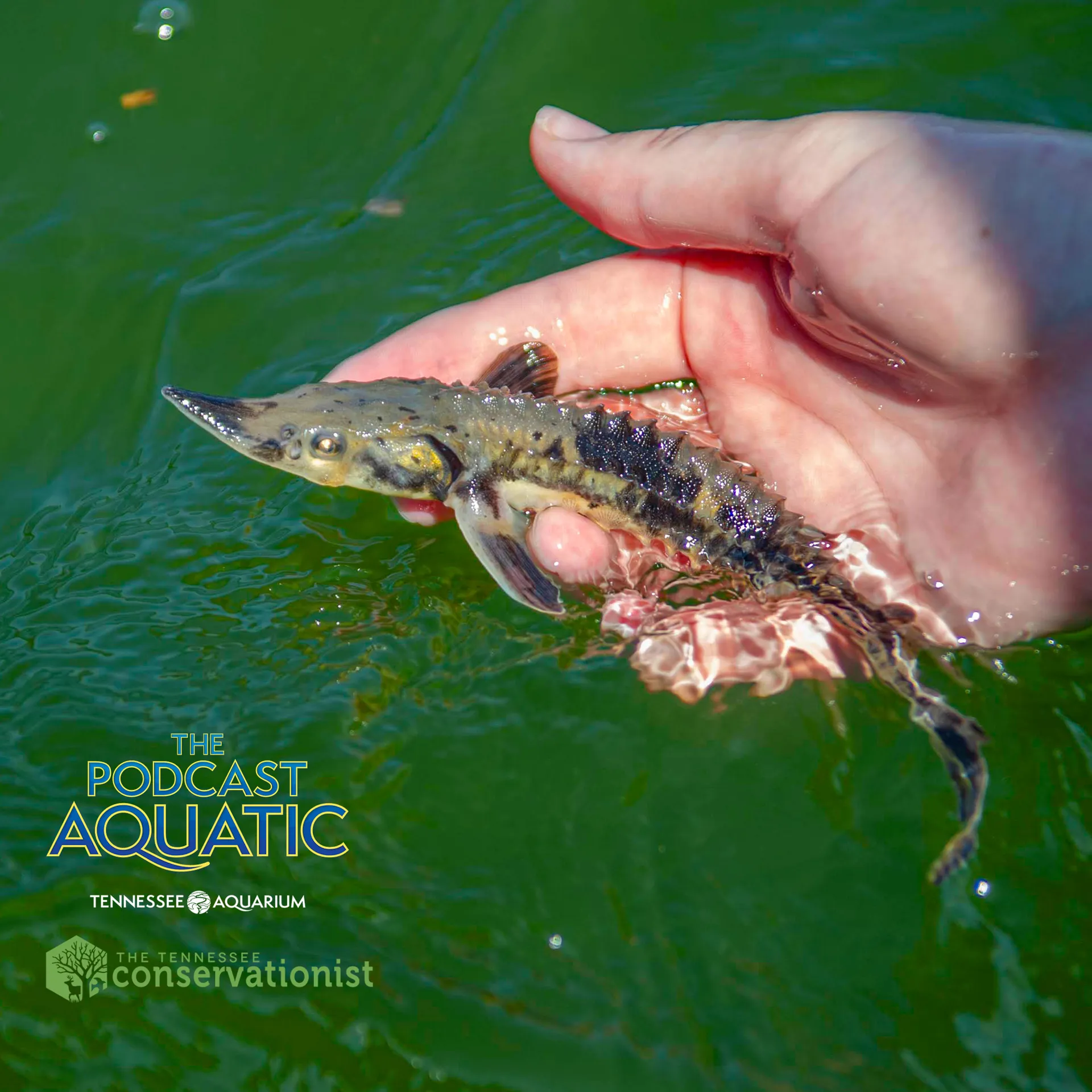 Podcast: "25 Years Of Raising Tennessee Dinosaurs"