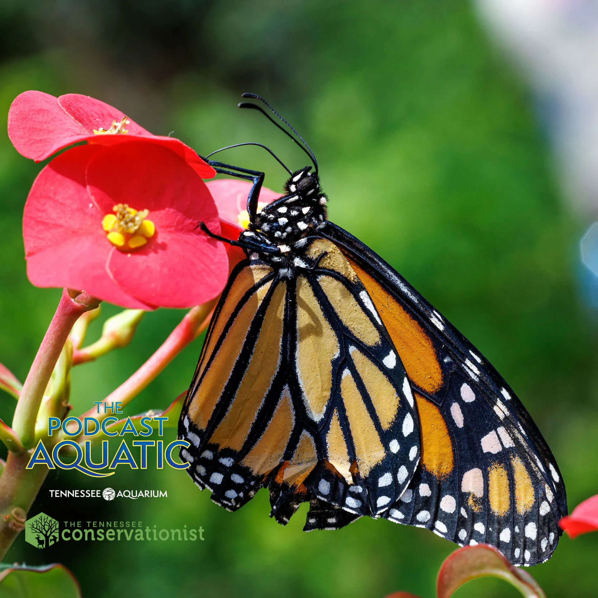 Podcast: "The Royal Majesty of Monarch Butterflies"