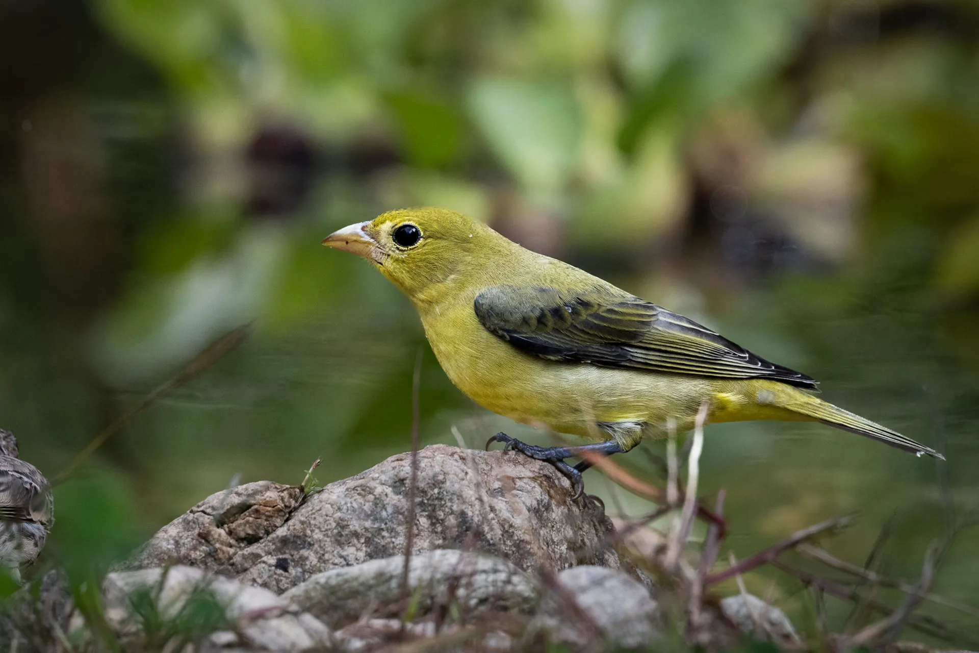 scarlet tanager