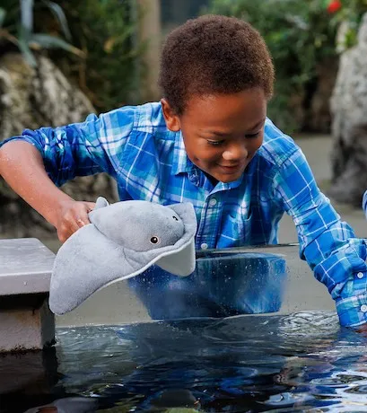 young guest holding a stingray plush toy and enjoying the Stingray Bay touch experience at the Tennessee Aquarium